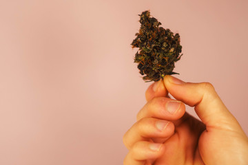 Male hand hold cannabis bud. Copy space. Pink background 