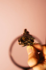 Cannabis buds through magnifier glass. Vertical orientation. CBD oil. Medical marijuana 