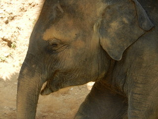 Fototapeta premium Baby, Elefant, Phuket, Thailand