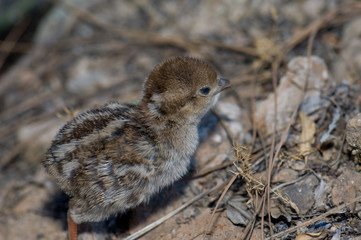 Chick of red-legged partridge in El Juncal Ravine.