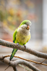 Monk parakeets, Myiopsitta monachus, resting perched on a tree branch of a neighborhood of Barcelona, Spain. These parrots have settled in many mediterranean cities.