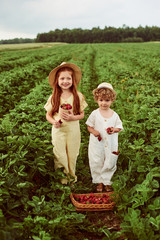 Two cute caucasian kids boy and girl harvesting strawberries in the field and having fun