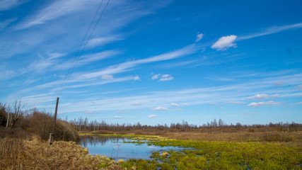 Green swamp in spring. Landscape.