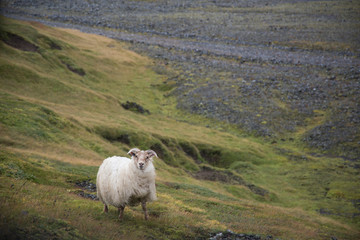 sheep on a mountain pasture