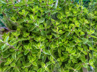 Origan Plant Close Up