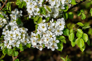 FIORI DI PRIMAVERA