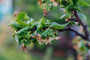 Plum Branch With Wrinkled Leaves Affected by Disease