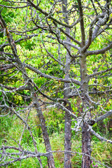 Dried tree with branches covered with lichens