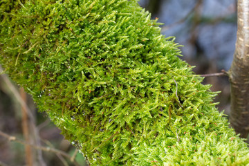 Close up of an mossy branch