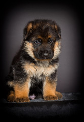 German Shepherd puppy, one month old