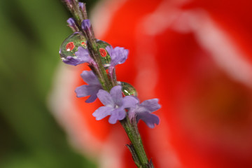 red poppy flower water drop