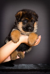 German Shepherd puppy, one month old