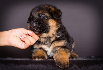 German Shepherd puppy, one month old