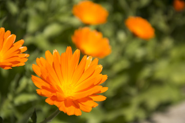 calendula