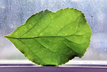 Green Leaf 