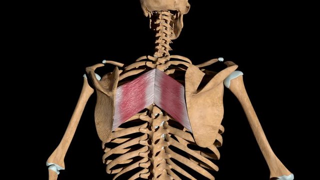 Rhomboid Major Muscles on Skeleton