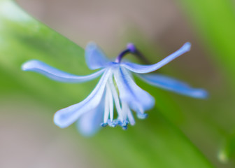 close up of blue flower