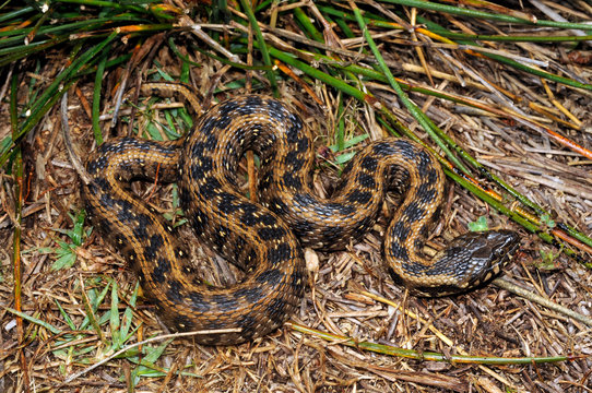 Viperine snake / Vipernatter (Natrix maura), Spain / Spanien
