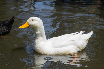White duck swimming in the water
