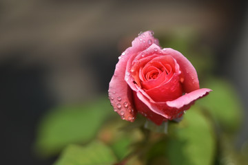 pink rose with water drops