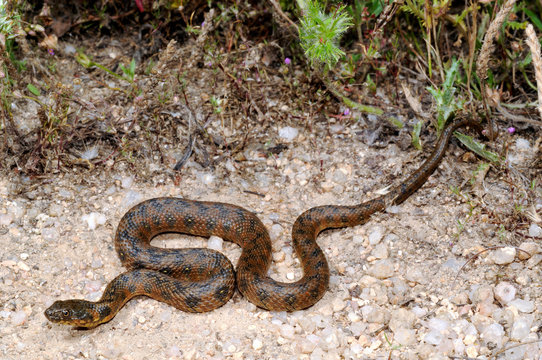 Vipernatter (Natrix maura) aus / Spanien - Viperine snake from Spain 