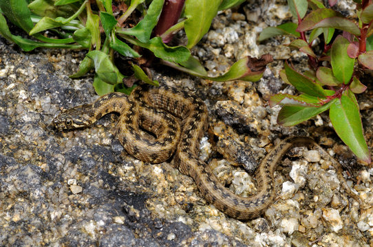 Vipernatter (Natrix maura) aus / Spanien - Viperine snake from Spain 