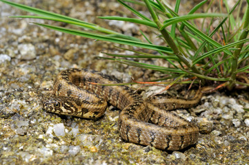 Viperine snake / Vipernatter (Natrix maura), Spain / Spanien - obrazy, fototapety, plakaty