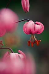 Pink lily blooms on a summer day