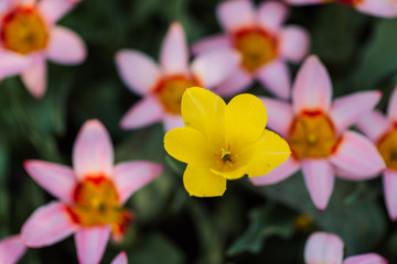 the yellow flower stands out against the pink ones in the garden