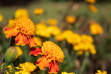 Tagetes erecta