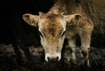 Fototapeta premium Little cow in Coronado, Costa Rica 1
