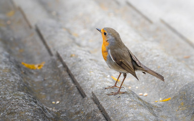 Close portrait of European Robin, Robin Redbreast or Petirrojo (Erithacus rubecula), a very common bird that inhabits close to human gardens and parks.