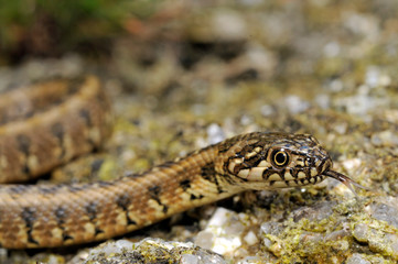 Vipernatter (Natrix maura) aus / Spanien - Viperine snake from Spain  - obrazy, fototapety, plakaty