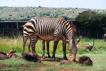 Zebra, South Africa