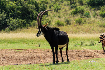 Gemsbok, South Africa