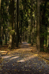 Road in the park with tree around there