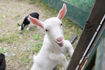 こども動物園のヤギ　千葉県袖ケ浦市　日本