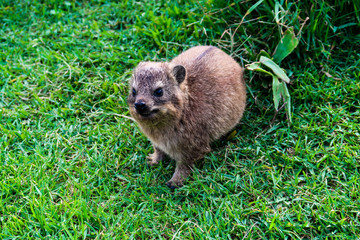 Dassie, South Africa