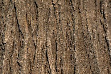 A dry tree bark texture and background. Creative Relief of the old brown oak bark. Nature concept. Horizontal photo of a tree vertical lines bark texture. 