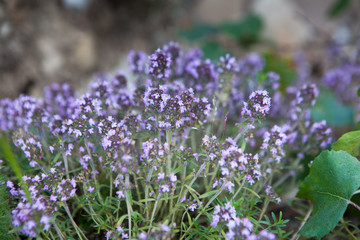 Obraz premium Blooming thyme in the Caucasus mountains, Russia. stunning views on a sunny day