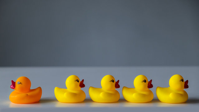 rubber ducks on a gray background, 1 duck is not like everyone else, unique