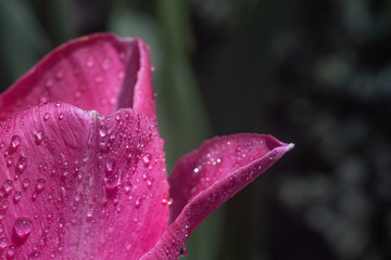 Macro texture backgroud. A large beautiful pink bright tulip. Close-up of the beauty of buds, stamens covered with drops of water. On blured backdrop is a copy space.