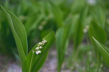 Close up picture of lily of the valley in the garden on green background. Convallaria majalis blooming in the spring time.  Horizontal macro shot. Natural nature background with blooming flowers. 