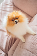 funny pet dog on the couch. the Pomeranian stands with its front paws on a pink sofa