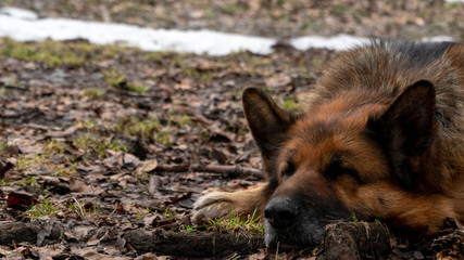 tired german shepherd. lies in the mountains on the leaves