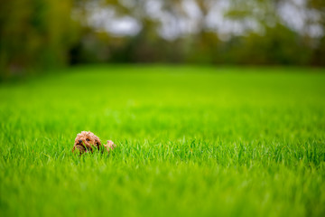 Cavapoo dog playing in the long grass