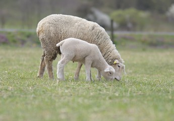 Obraz na płótnie Canvas sheeps with lamb on farm