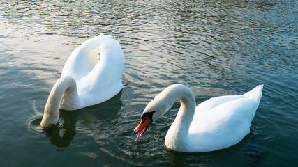 Two white swans drink water