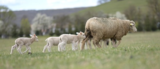 sheeps with lamb on farm