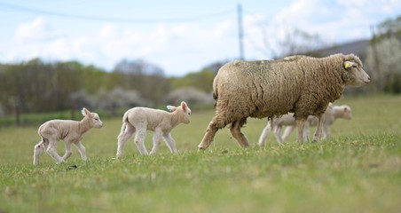 sheeps with lamb on farm
